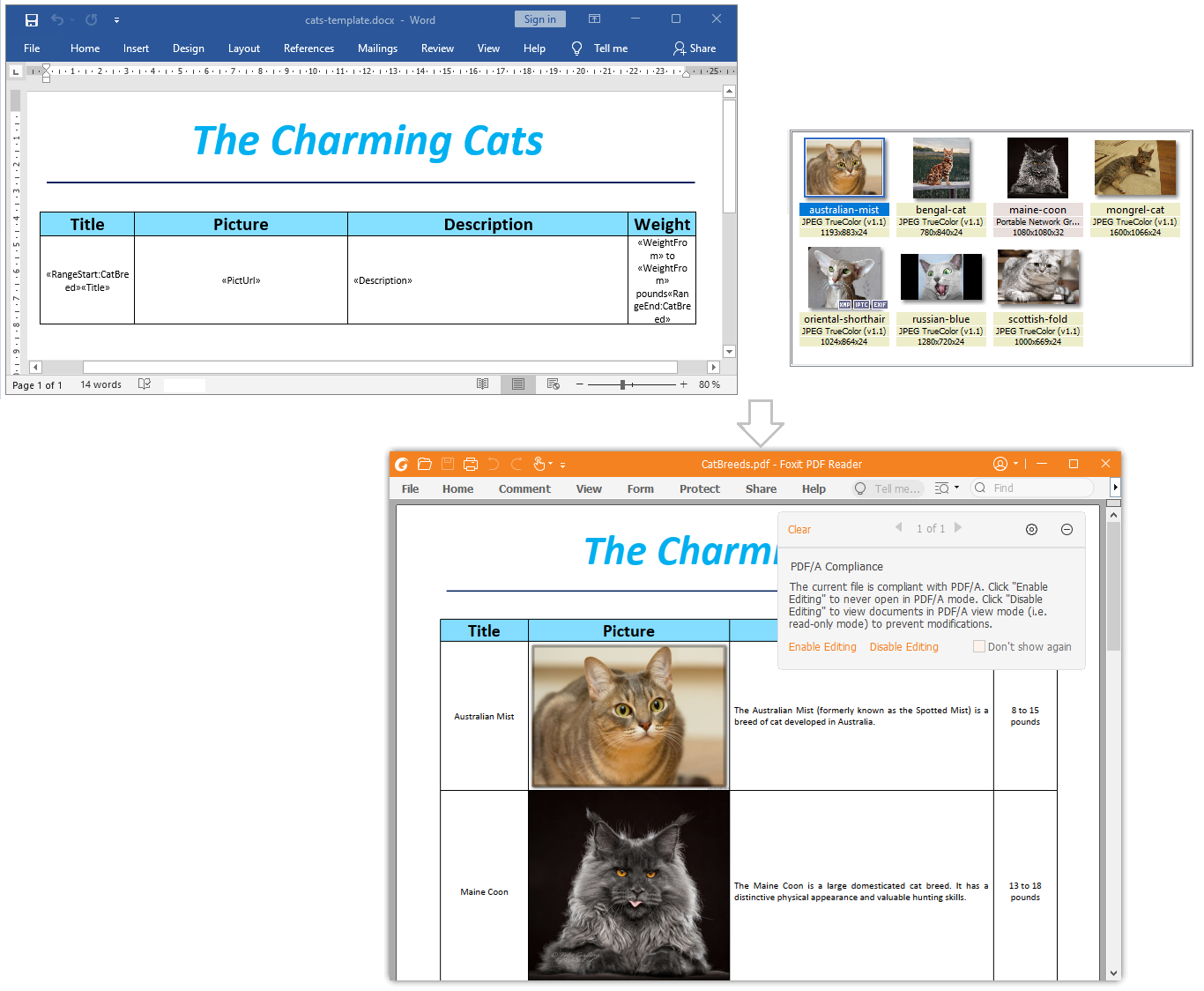Cat Breeds